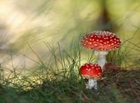 pic for Mushroom 